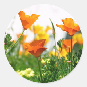 California Poppies Classic Round Sticker