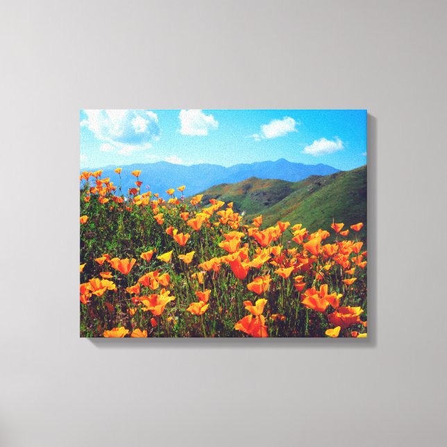 California poppies covering a hillside canvas print (Front)
