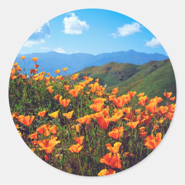 California poppies covering a hillside classic round sticker (Front)