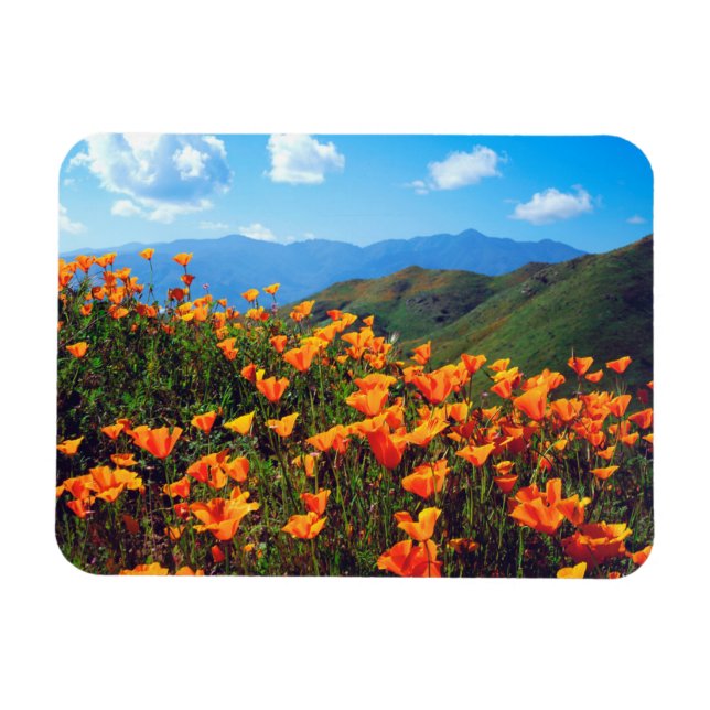 California Poppies Covering a Hillside Magnet (Horizontal)