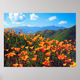 California Poppies Covering a Hillside Poster