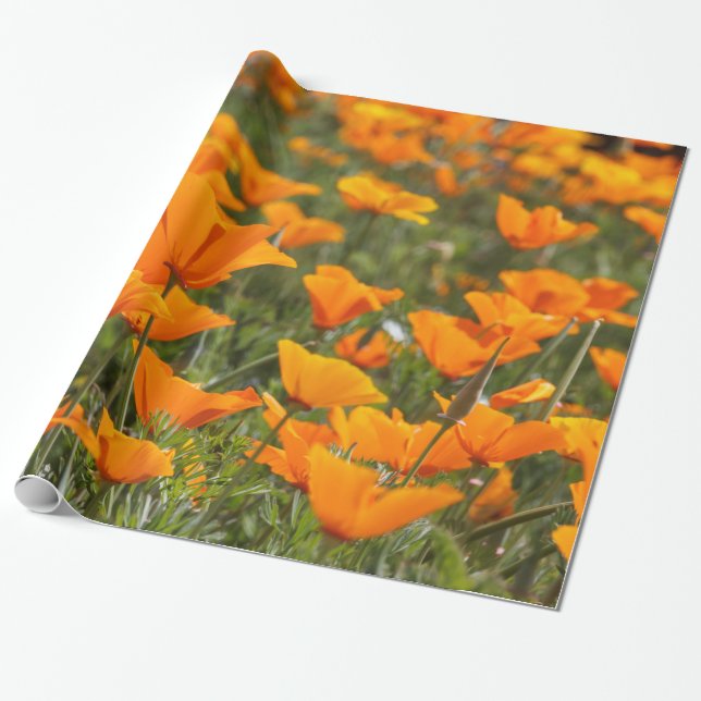 California Poppies Field Wrapping Paper (Unrolled)