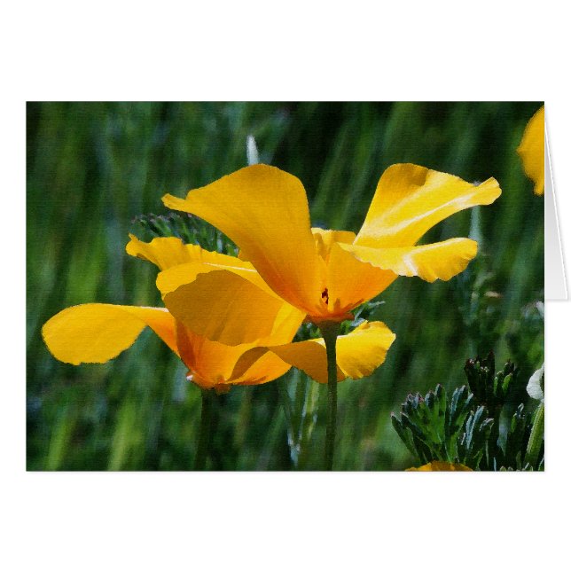 California Poppies Flowers Card (Front Horizontal)
