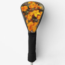 California Poppies