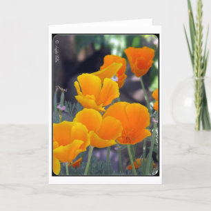 California Poppies Greeting Card