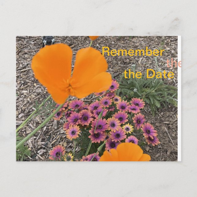 California Poppies  Invitation Postcard (Front)