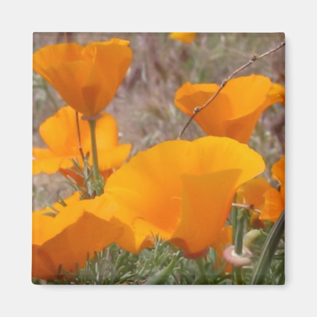California Poppies Magnet (Front)