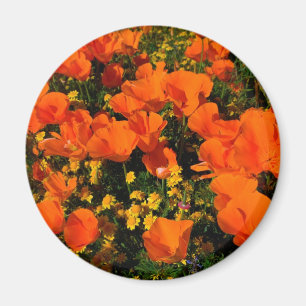 California Poppies Magnet