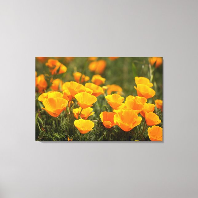 California poppies, Montana de Oro State Park Canvas Print (Front)