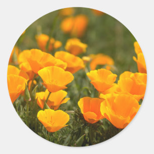 California poppies, Montana de Oro State Park Classic Round Sticker