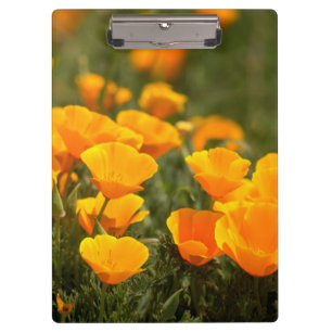 California poppies, Montana de Oro State Park Clipboard