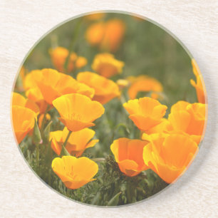 California poppies, Montana de Oro State Park Coaster
