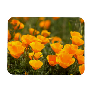 California poppies, Montana de Oro State Park Magnet