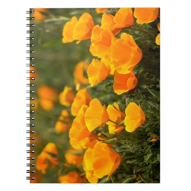 California poppies, Montana de Oro State Park Notebook (Front)