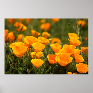 California poppies, Montana de Oro State Park Poster