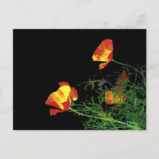California poppies on black postcard (Front)