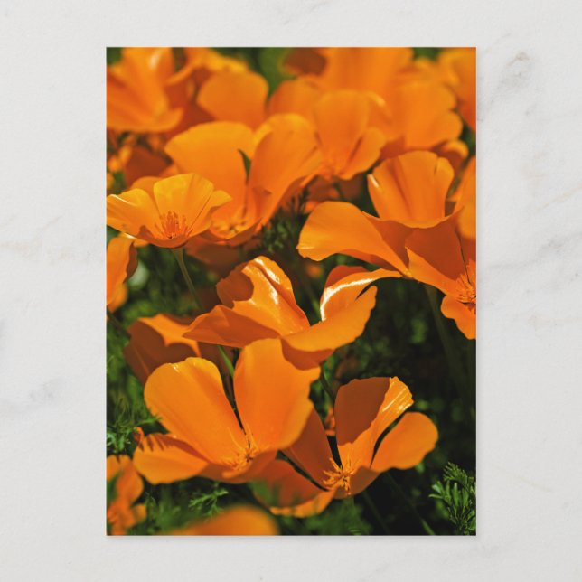 California Poppies Postcard (Front)