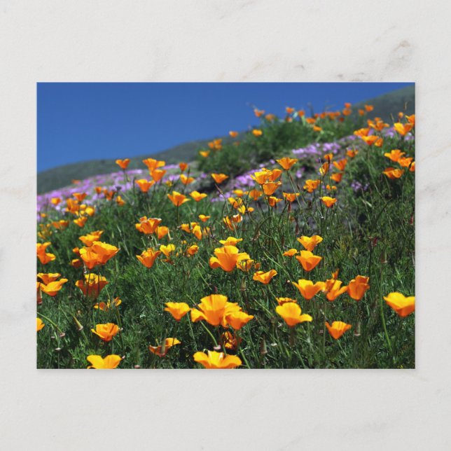 California Poppies Postcard (Front)