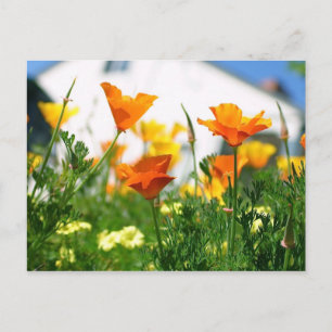 California Poppies Postcard