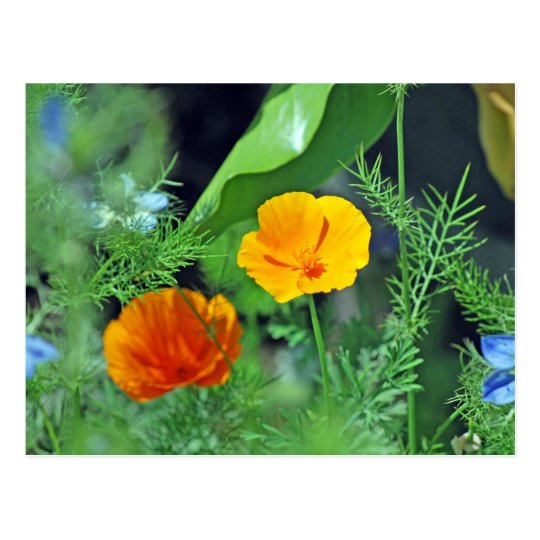 California Poppies Postcard