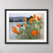 California Poppies 