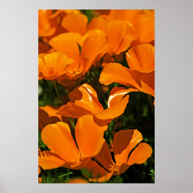 California Poppies Poster (Front)
