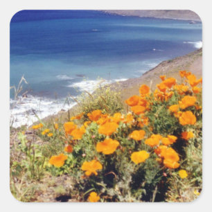California Poppies Square Sticker