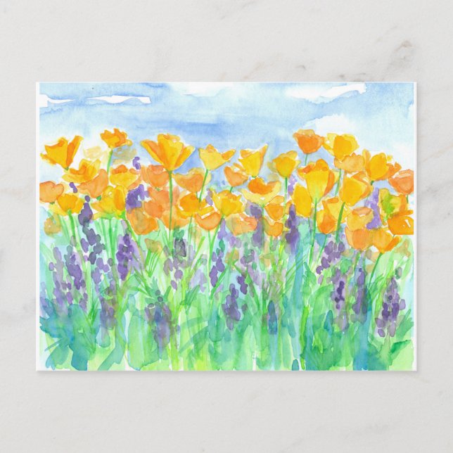 California Poppies Watercolor Painting Postcard (Front)
