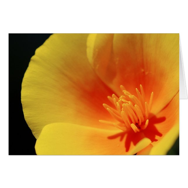 California Poppy (Front Horizontal)