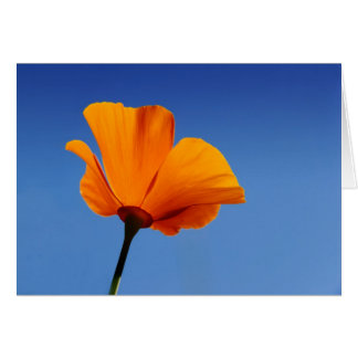 California Poppy Against Blue Sky