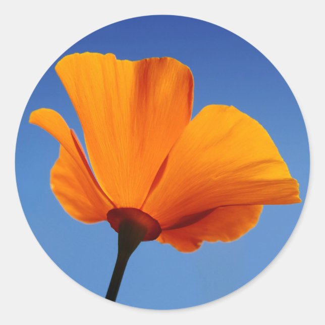 California Poppy Against Blue Sky Classic Round Sticker (Front)