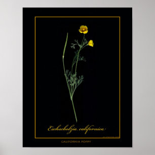 California Poppy Botanical Art Print