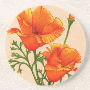 California poppy California poppies in orange Coaster