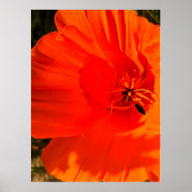 California Poppy - California Poppy 3