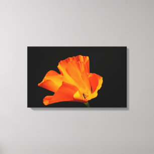 California poppy canvas print