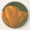 California Poppy Coaster