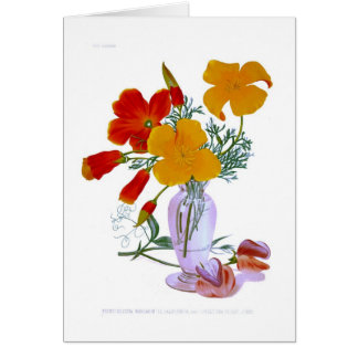 California poppy (Eschscholzia californica)