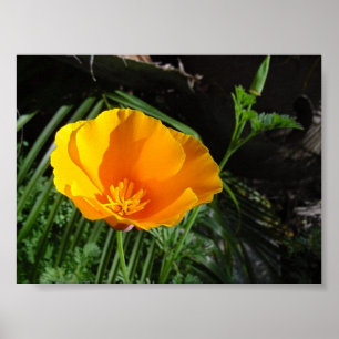 California Poppy (Eschscholzia Californica) Poster