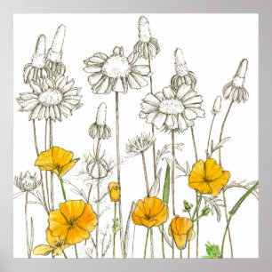California Poppy Flowers Wildflower Drawing Poster