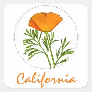 California Poppy in a Circle, "California" Text Square Sticker