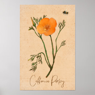 California Poppy Orange Botanical Wildflower Poster