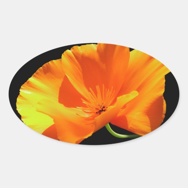 California Poppy Oval Sticker (Front)