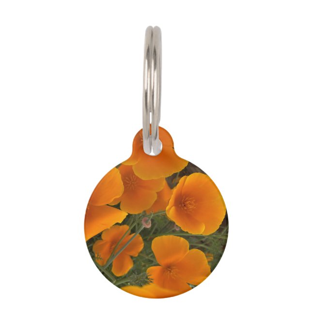 California Poppy Photograph Pet Tag (Front)