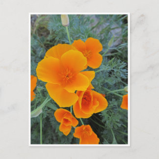 California Poppy Postcard