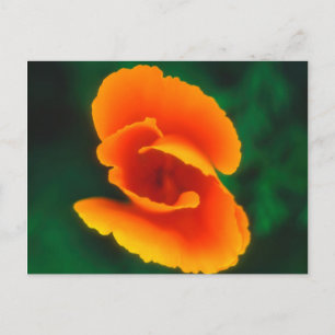 California Poppy Postcard