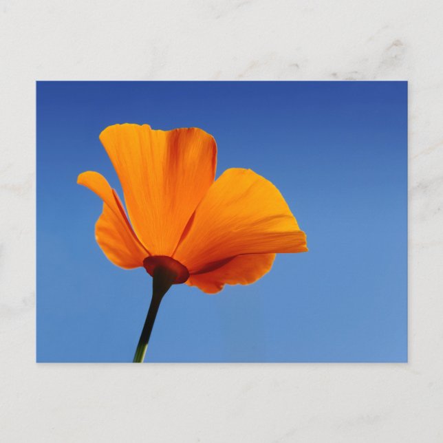California Poppy Postcard (Front)