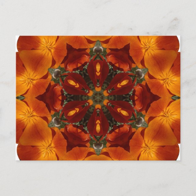 California poppy - Postcard (Front)