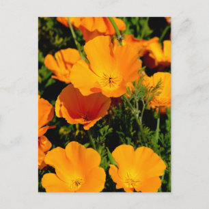 "California Poppy" Postcard