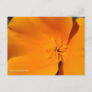 California Poppy Postcard