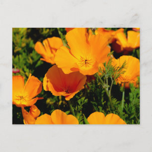 "California Poppy" Postcard